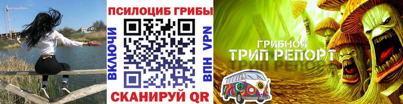 Купить закладки  Балтийск  Псилоцибиновые грибы Psilocybe 